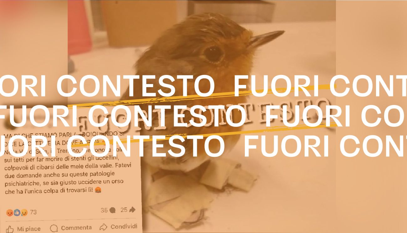 Questo non è un pettirosso rimasto incollato su un tetto in Trentino